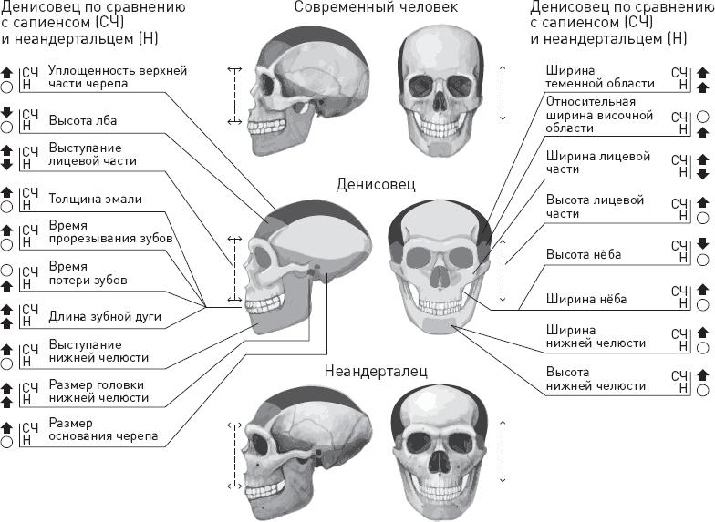 Эволюция человека. Книга 3. Кости, гены и культура