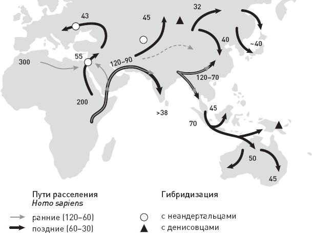 Эволюция человека. Книга 3. Кости, гены и культура