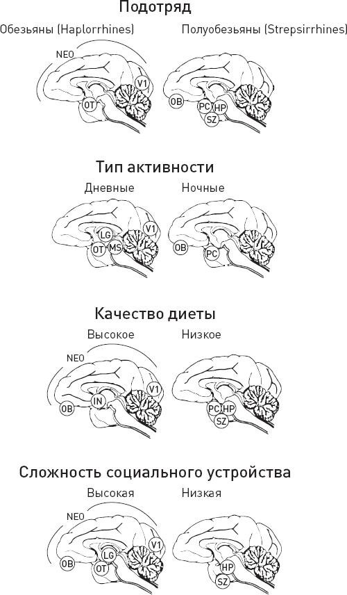 Эволюция человека. Книга 3. Кости, гены и культура