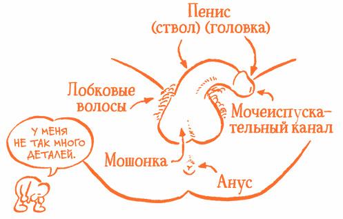 Парням о важном. Все, что ты хотел знать о взрослении, изменениях тела, отношениях и многом другом