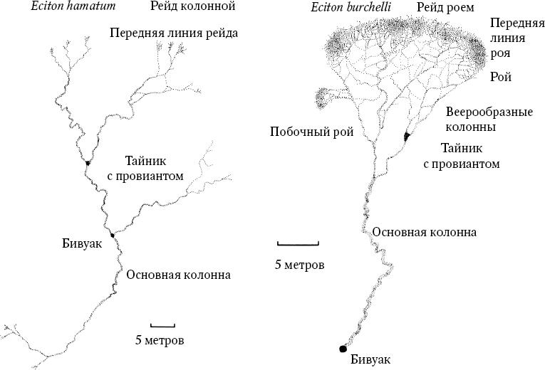 Путешествие к муравьям