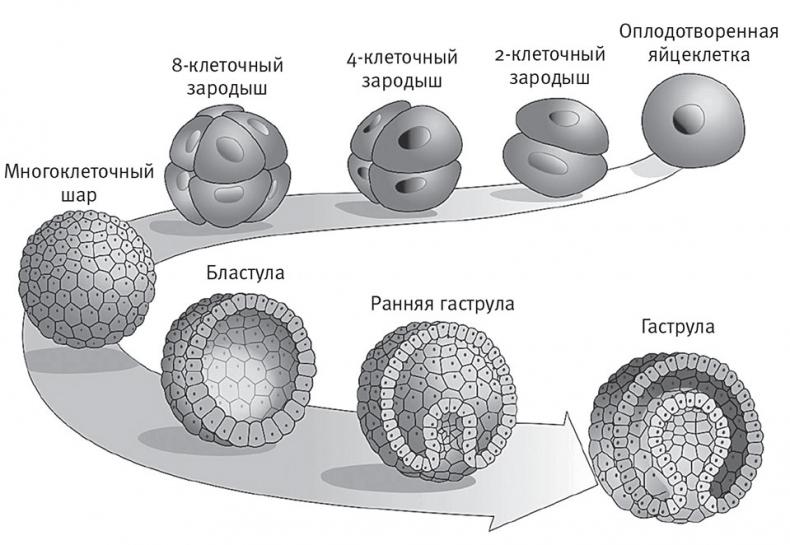 Перерастая бога. Пособие для начинающих