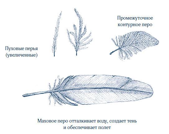 Зима: Секреты выживания растений и животных в самое суровое время года