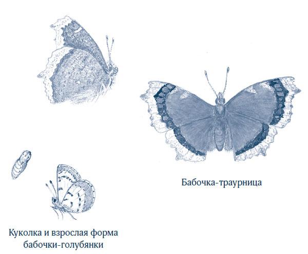 Зима: Секреты выживания растений и животных в самое суровое время года