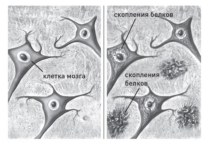 Кодекс долголетия. Что заставляет нас стареть, зачем это нужно и как «обмануть» эволюцию: пошаговое руководство