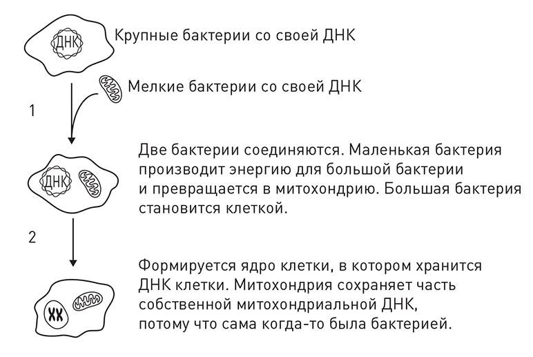 Кодекс долголетия. Что заставляет нас стареть, зачем это нужно и как «обмануть» эволюцию: пошаговое руководство