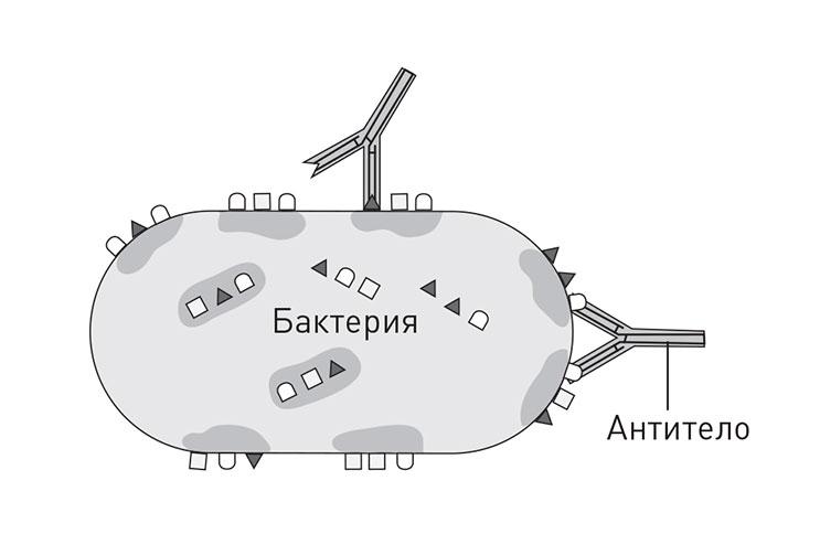 Кодекс долголетия. Что заставляет нас стареть, зачем это нужно и как «обмануть» эволюцию: пошаговое руководство