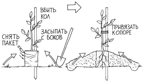 Золотые правила садовода и огородника. 7 секретов большого урожая