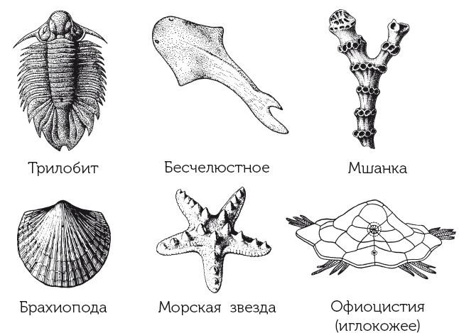 Краткая история динозавров