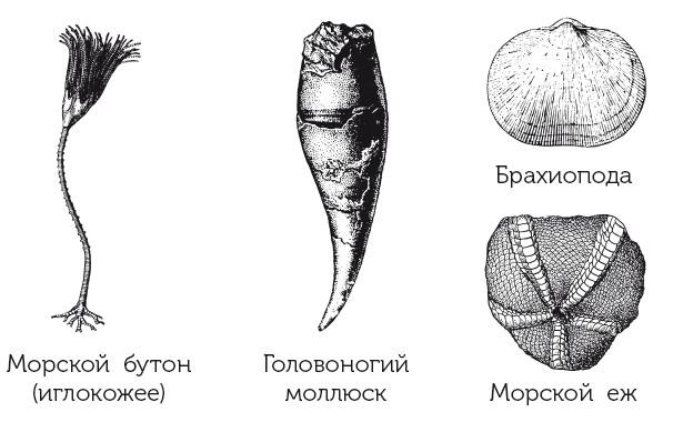 Краткая история динозавров