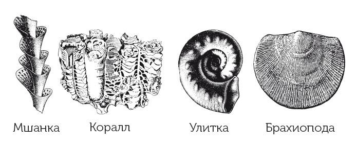 Краткая история динозавров