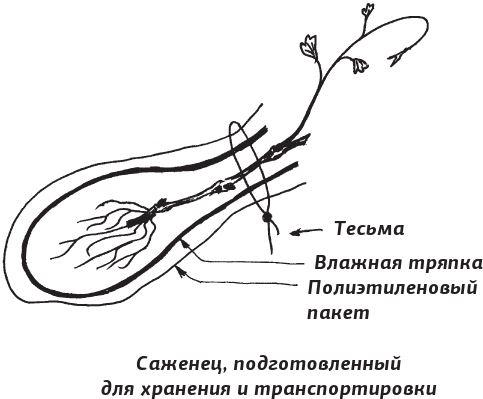 Как вырастить виноград и другие любимые ягоды