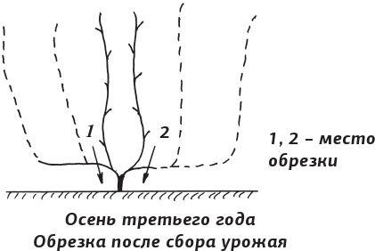 Как вырастить виноград и другие любимые ягоды