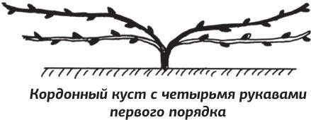 Как вырастить виноград и другие любимые ягоды