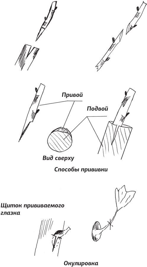 Как вырастить виноград и другие любимые ягоды