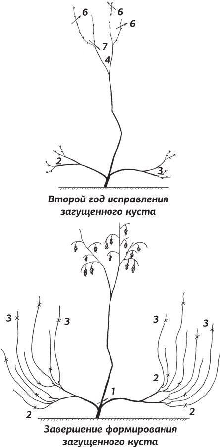 Как вырастить виноград и другие любимые ягоды