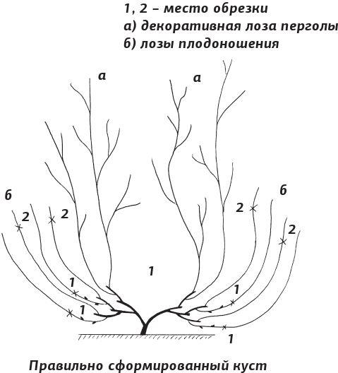 Как вырастить виноград и другие любимые ягоды