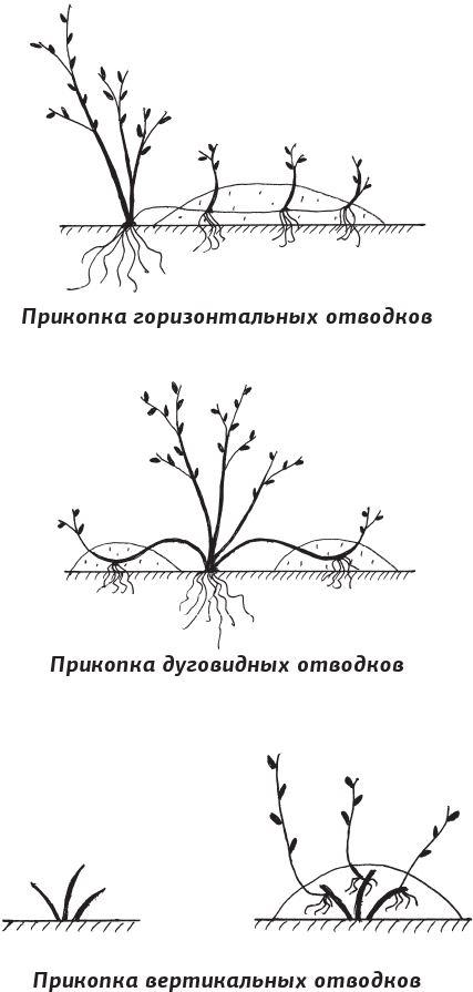 Как вырастить виноград и другие любимые ягоды