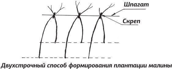 Как вырастить виноград и другие любимые ягоды