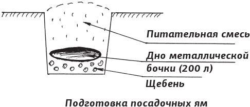 Как вырастить виноград и другие любимые ягоды