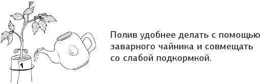 Как вырастить свою рассаду и разбить правильные грядки