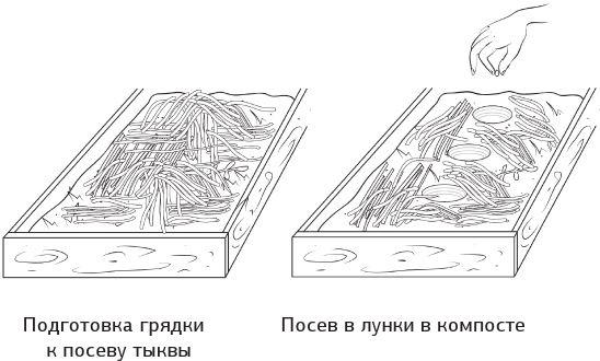 Как вырастить свою рассаду и разбить правильные грядки