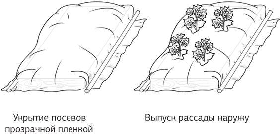 Как вырастить свою рассаду и разбить правильные грядки