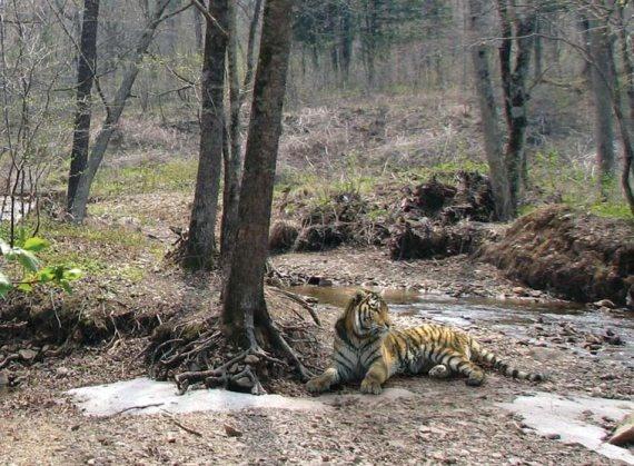 Полосатая кошка, пятнистая кошка