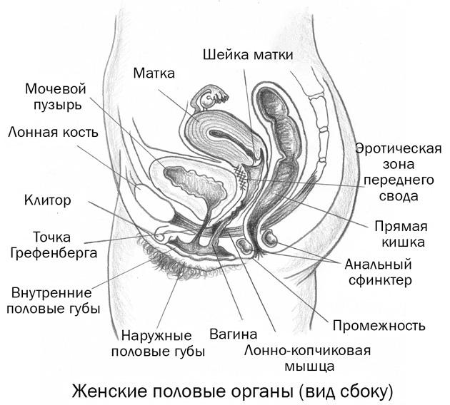 Женщина. Руководство для мужчин