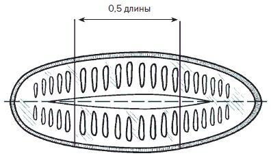 Всё о семенах овощных культур