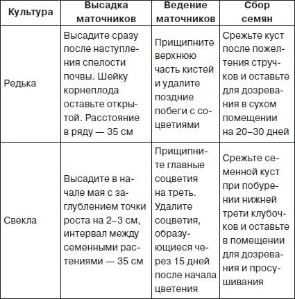 Всё о семенах овощных культур