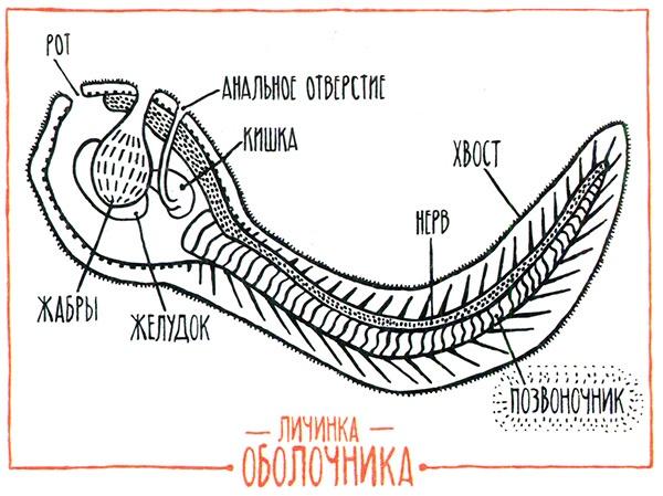 Загадка жизни и грязные носки Йоса Гротьеса из Дрила