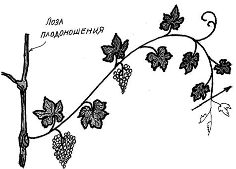 Самая полная книга разумно ленивого дачника. Секреты легкого урожая