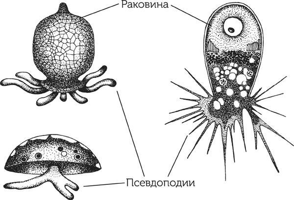 Нескучная биология