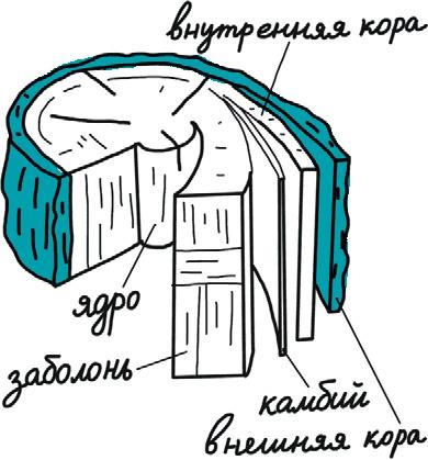 От динозавра до компота. Ученые отвечают на 100 (и еще 8) вопросов обо всем