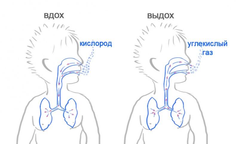 Как я устроен