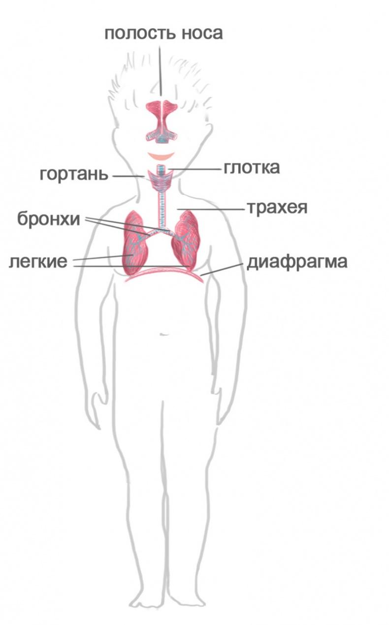 Как я устроен