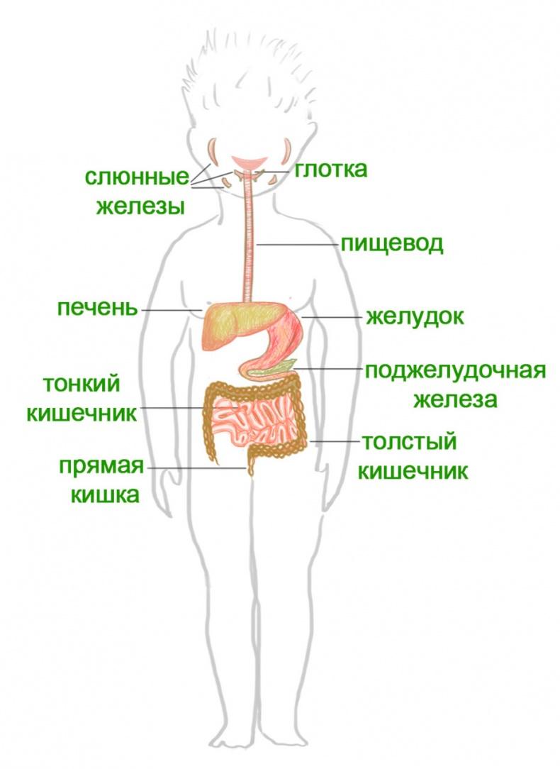 Как я устроен