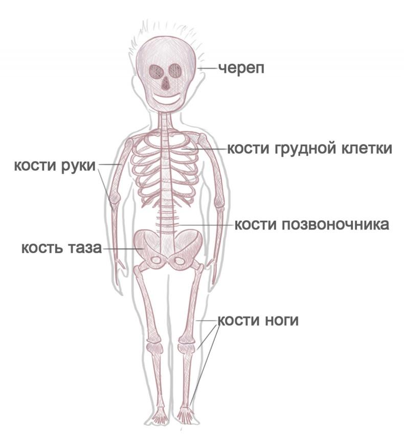 Как я устроен