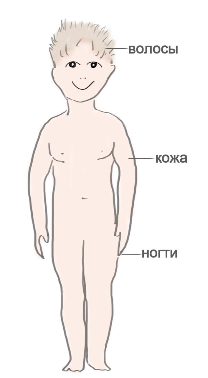 Как я устроен