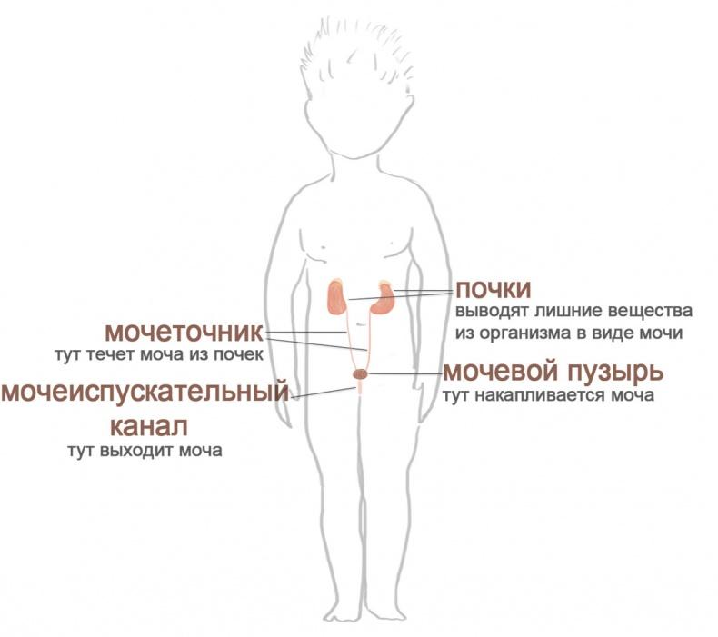 Как я устроен