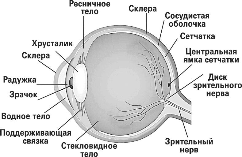 Мифы о нашем теле. Научный подход к примитивным вопросам