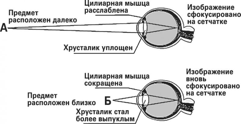 Мифы о нашем теле. Научный подход к примитивным вопросам