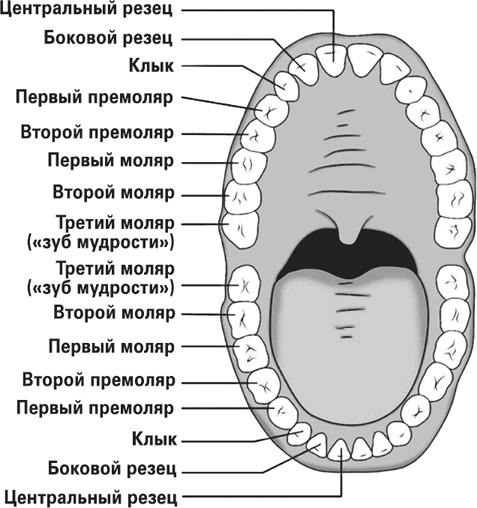 Мифы о нашем теле. Научный подход к примитивным вопросам