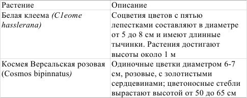 Однолетние цветы рукотворной красоты