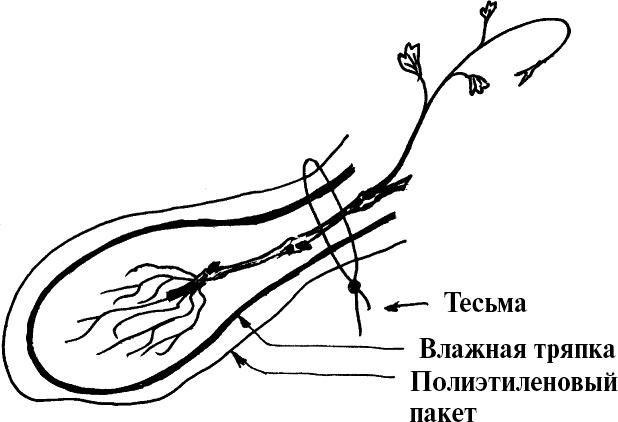 Виноград, малина, смородина, крыжовник и другие ягоды