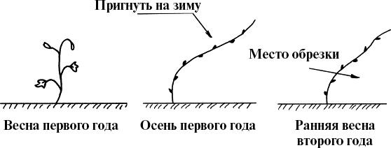 Виноград, малина, смородина, крыжовник и другие ягоды