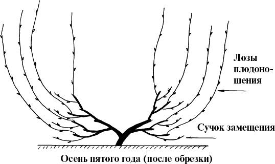 Виноград, малина, смородина, крыжовник и другие ягоды