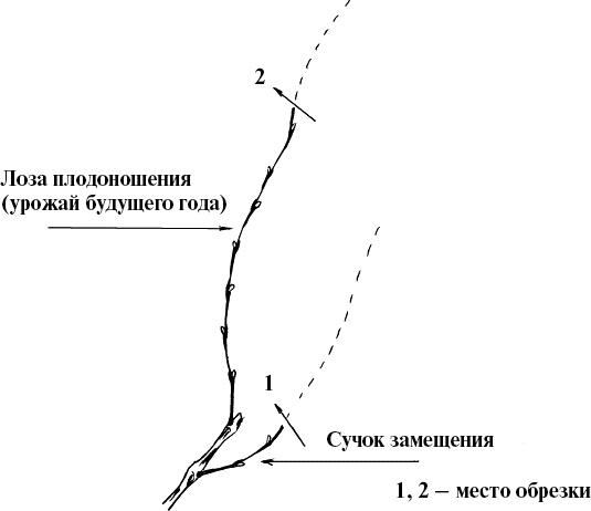 Виноград, малина, смородина, крыжовник и другие ягоды