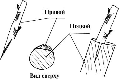 Виноград, малина, смородина, крыжовник и другие ягоды